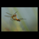 Wandering Glider (Pantala Flavescens) mating in air.