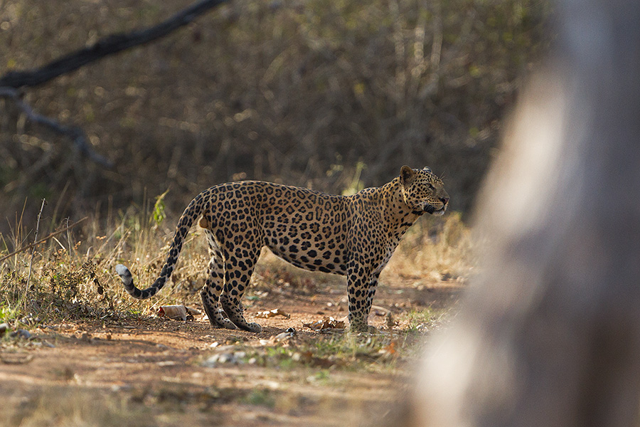 Indian leopard (Panthera pardus fusca)