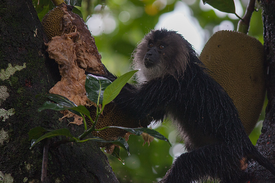 The lion-tailed macaque (Macaca silenus)