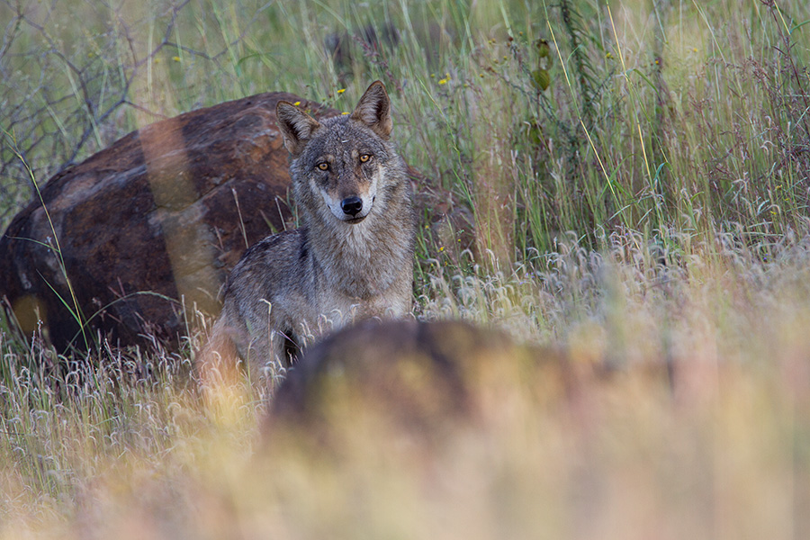 The Indian wolf (Canis lupus pallipes)