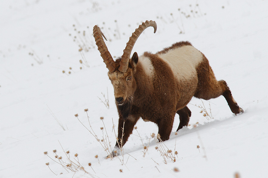 The Himalayan Ibex (Capra sibirica hemalayanus)