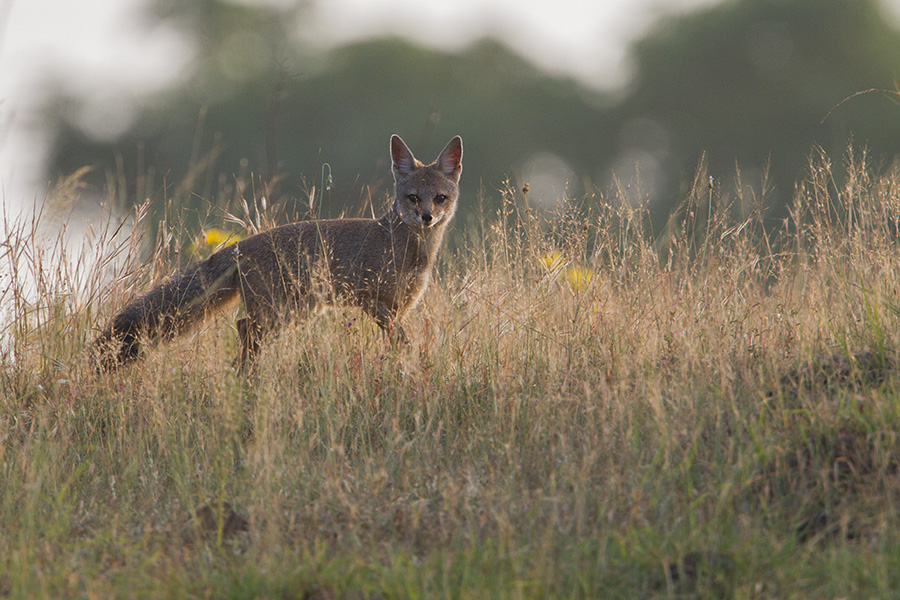 The Bengal fox (Vulpes bengalensis)