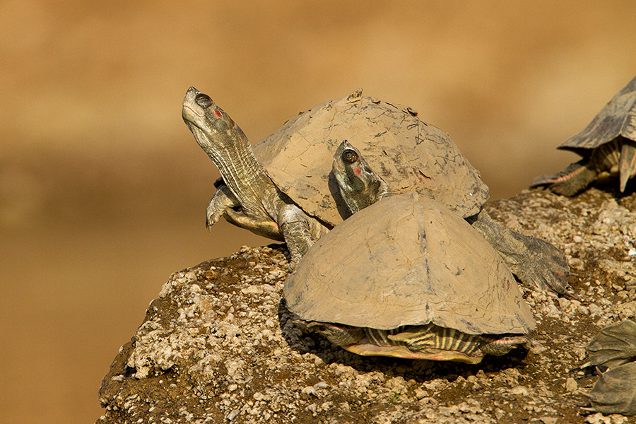 Indian Red-Crowned Roof Turtle (Batagur kachuga)