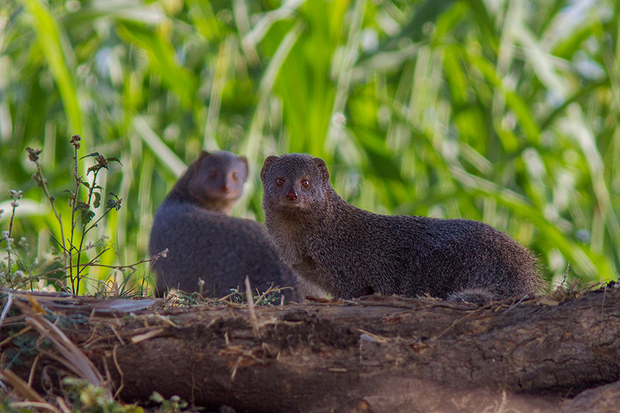 The Indian grey mongoose or common grey mongoose (Herpestes edwardsii)