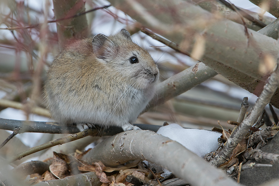 The Royle's Pika (Ochotona roylei)