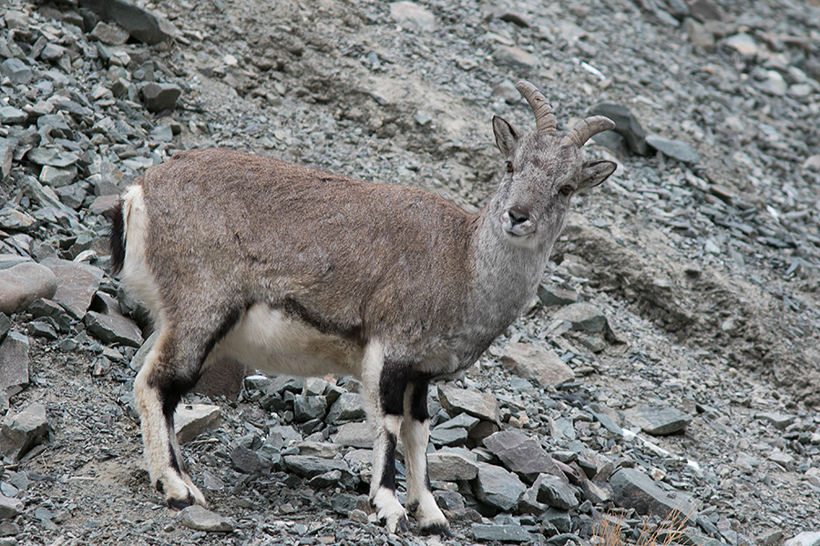 The bharal or Himalayan blue sheep herd (Pseudois nayaur)