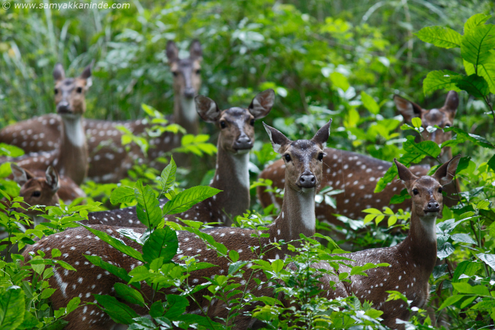 The chital or Spotted Deer (Axis axis)