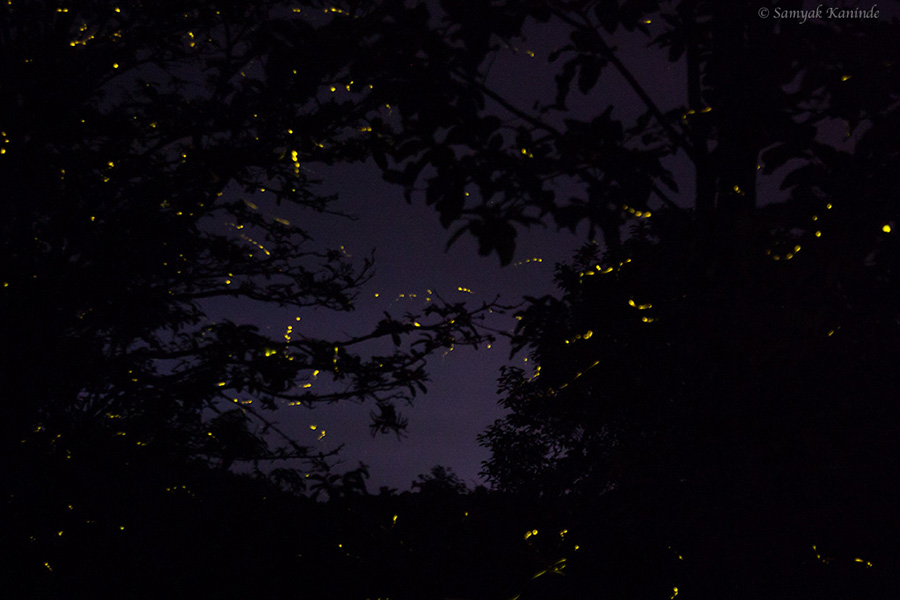 The Fireflies (Lampyridae)(glowowrm) 