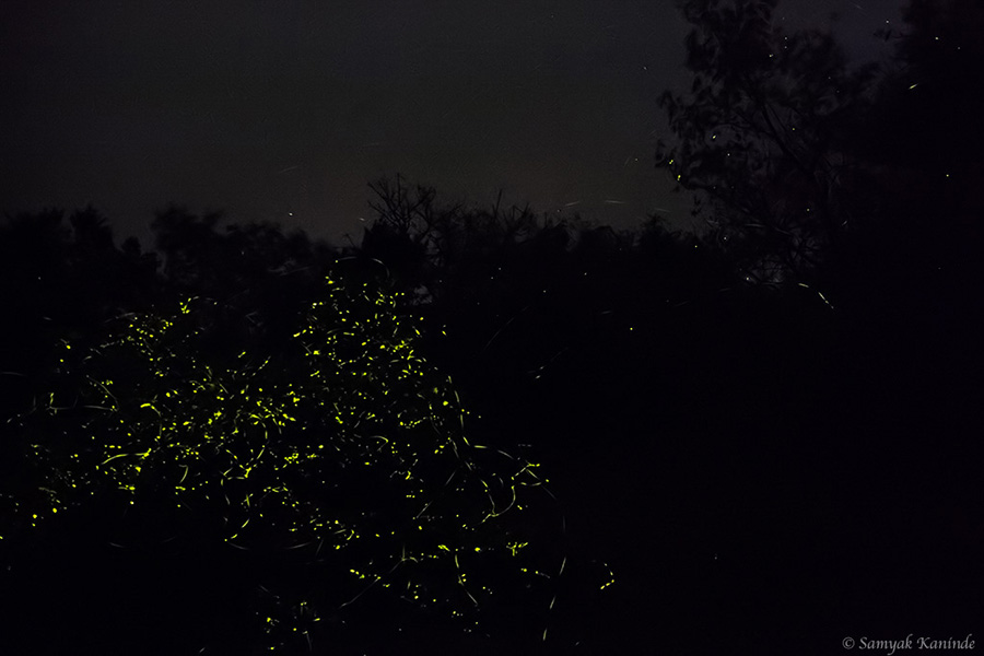 The Fireflies (Lampyridae)(glowowrm) 