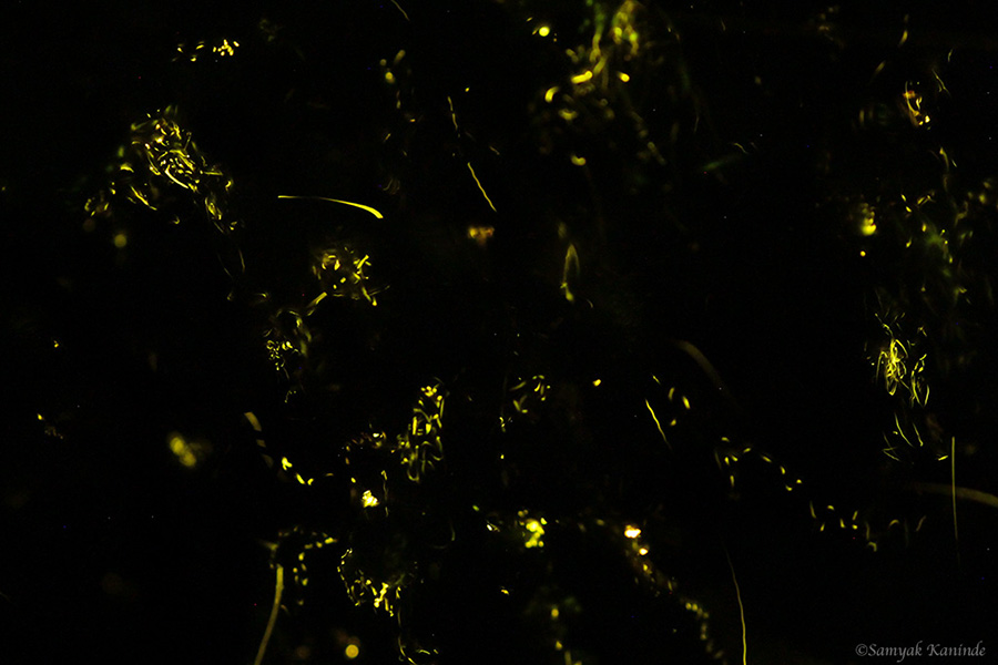 The Fireflies (Lampyridae)(glowowrm) 