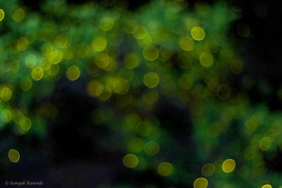 The Fireflies (Lampyridae)(glowowrm) 