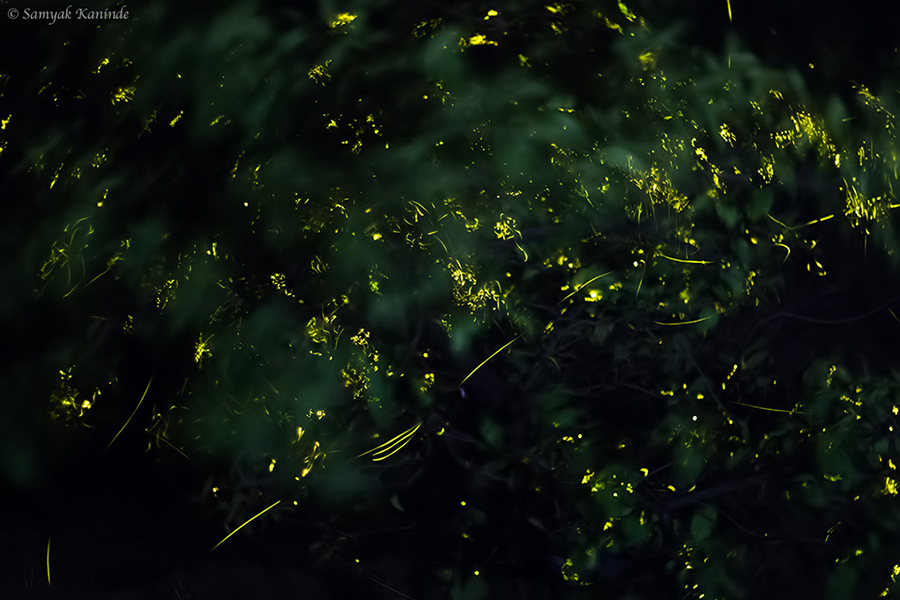 The Fireflies (Lampyridae)(glowowrm) 