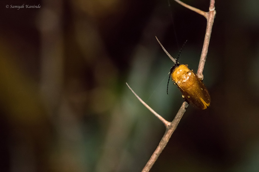 The Fireflies (Lampyridae)(glowowrm) 