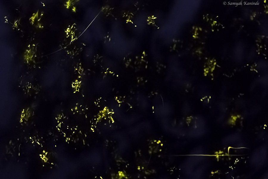 The Fireflies (Lampyridae)(glowowrm) 