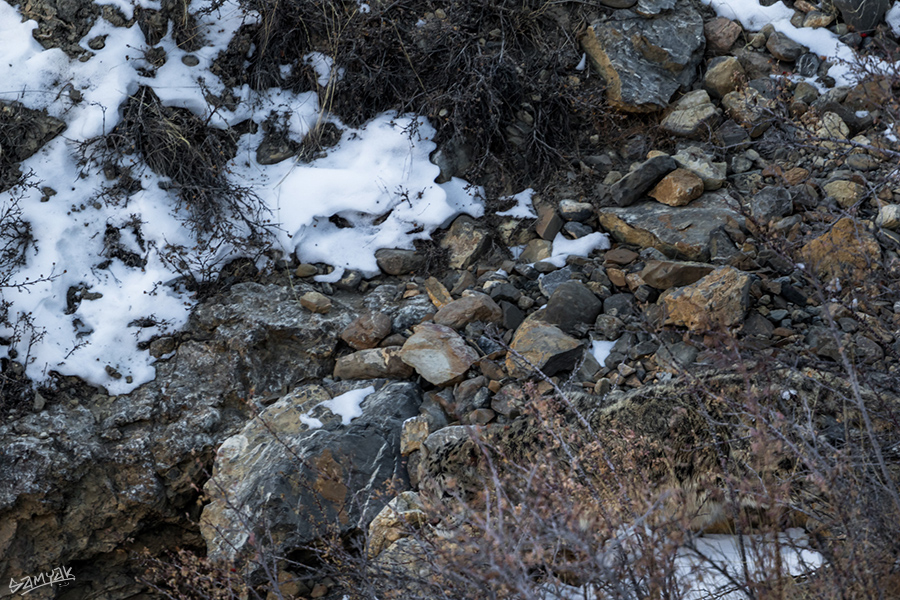 snow leopard (Panthera uncia) photography tour to Spiti Valley