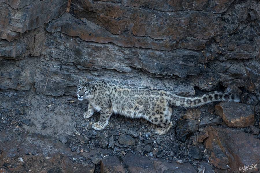 snow leopard (Panthera uncia) photography tour to Spiti Valley 