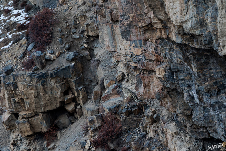 snow leopard (Panthera uncia) photography tour to Spiti Valley 