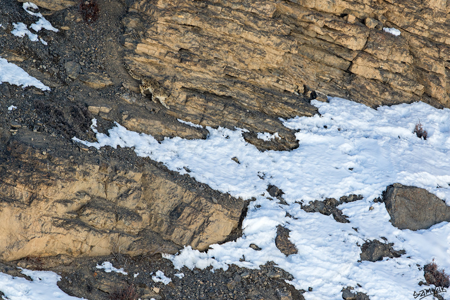 snow leopard (Panthera uncia) photography tour to Spiti Valley 