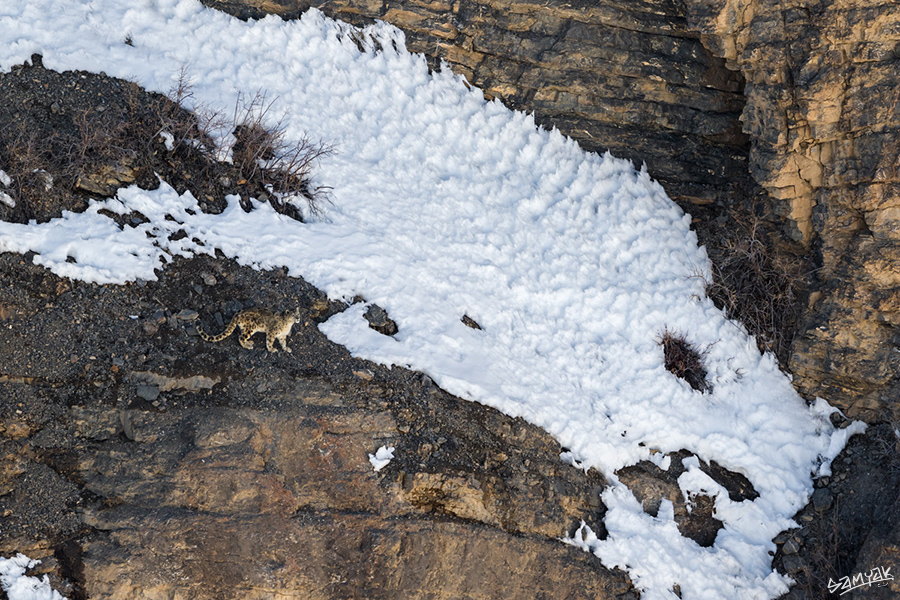 snow leopard (Panthera uncia) photography tour to Spiti Valley 