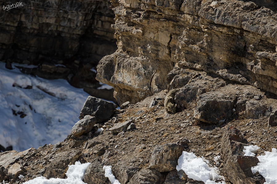 snow leopard (Panthera uncia) photography tour to Spiti Valley 