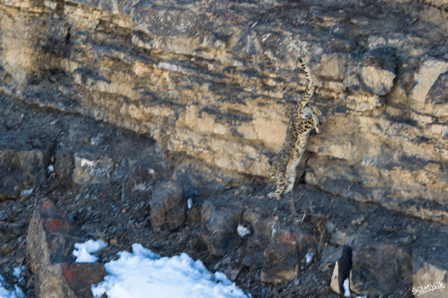 snow leopard (Panthera uncia) photography tour to Spiti Valley 