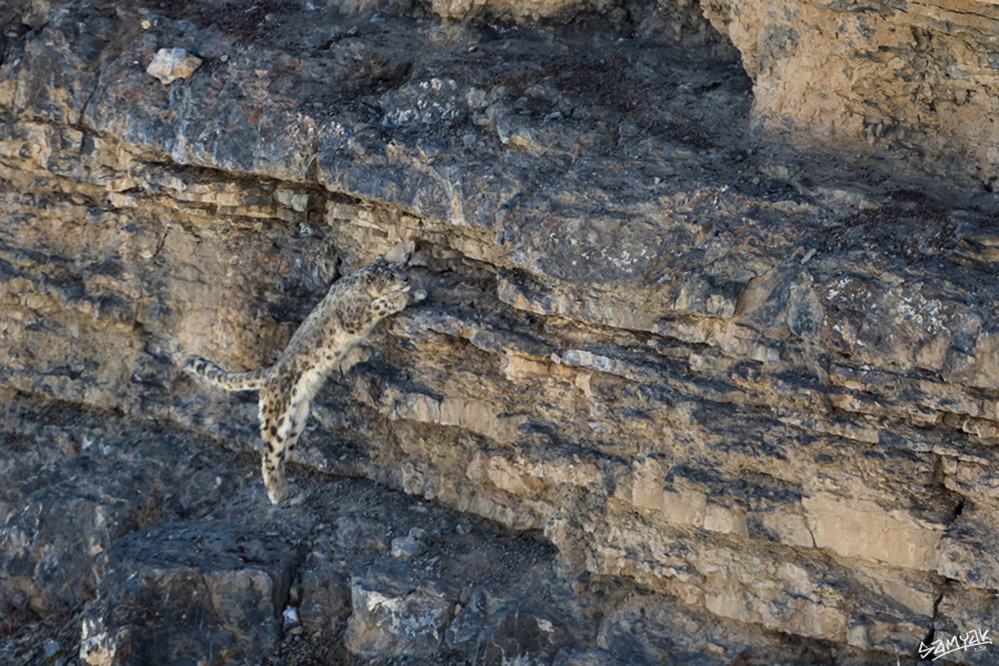 snow leopard (Panthera uncia) photography tour to Spiti Valley 