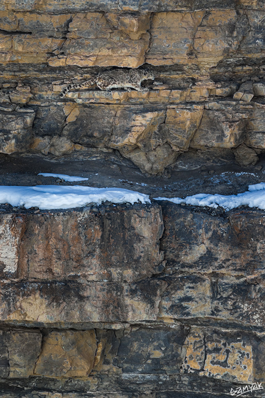 snow leopard (Panthera uncia) photography tour to Spiti Valley 