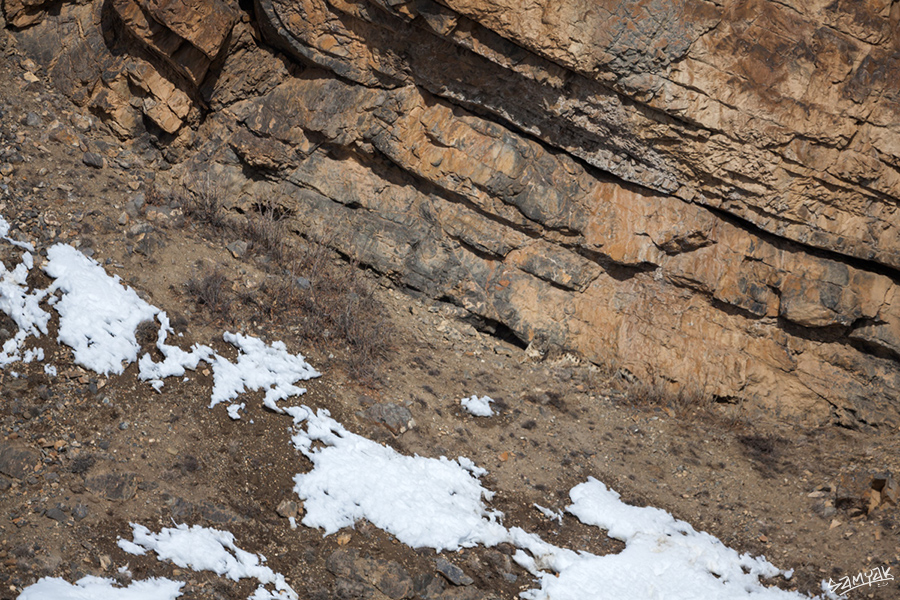 snow leopard (Panthera uncia) photography tour to Spiti Valley 