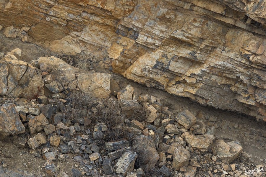 snow leopard (Panthera uncia) photography tour to Spiti Valley 