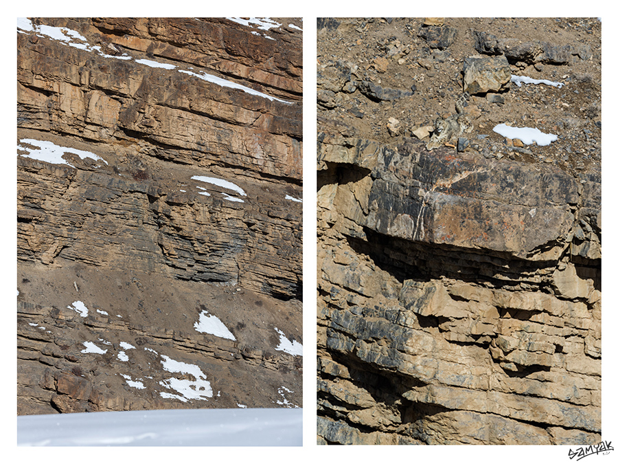 snow leopard (Panthera uncia) photography tour to Spiti Valley 