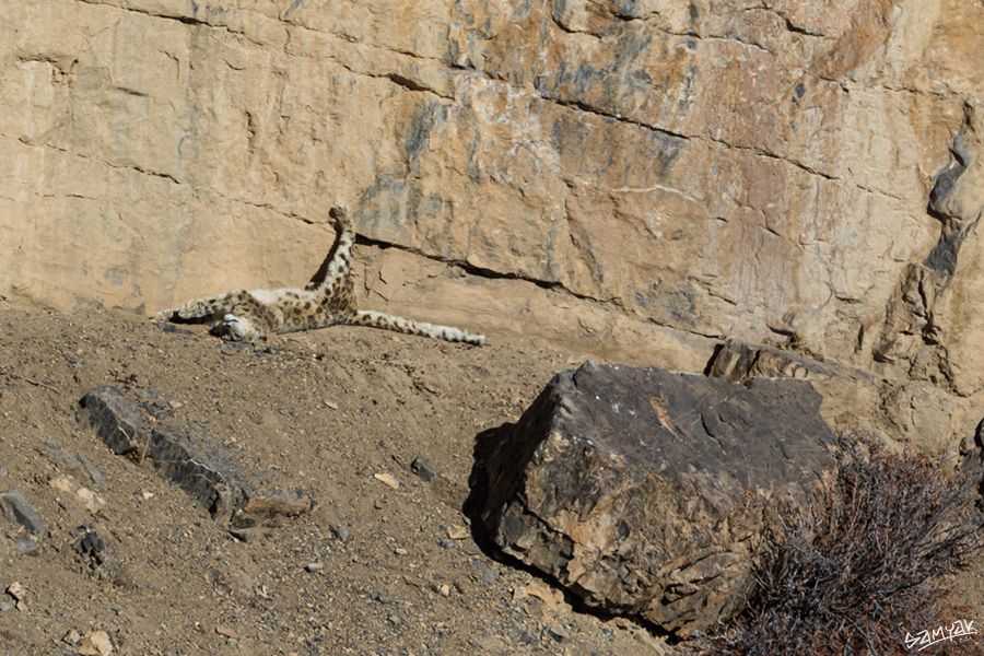 snow leopard (Panthera uncia) photography tour to Spiti Valley 