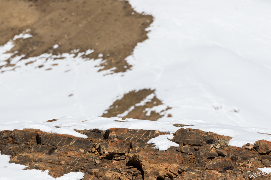 snow leopard (Panthera uncia) photography tour to Spiti Valley 