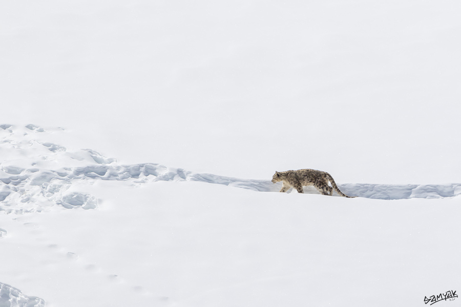 snow leopard (Panthera uncia) photography tour to Spiti Valley 