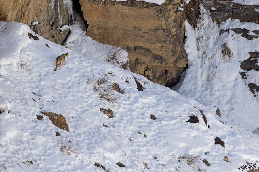 snow leopard (Panthera uncia) photography tour to Spiti Valley 