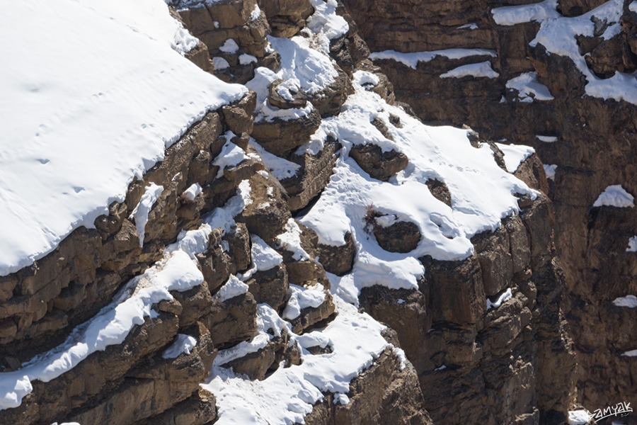 snow leopard (Panthera uncia) photography tour to Spiti Valley 