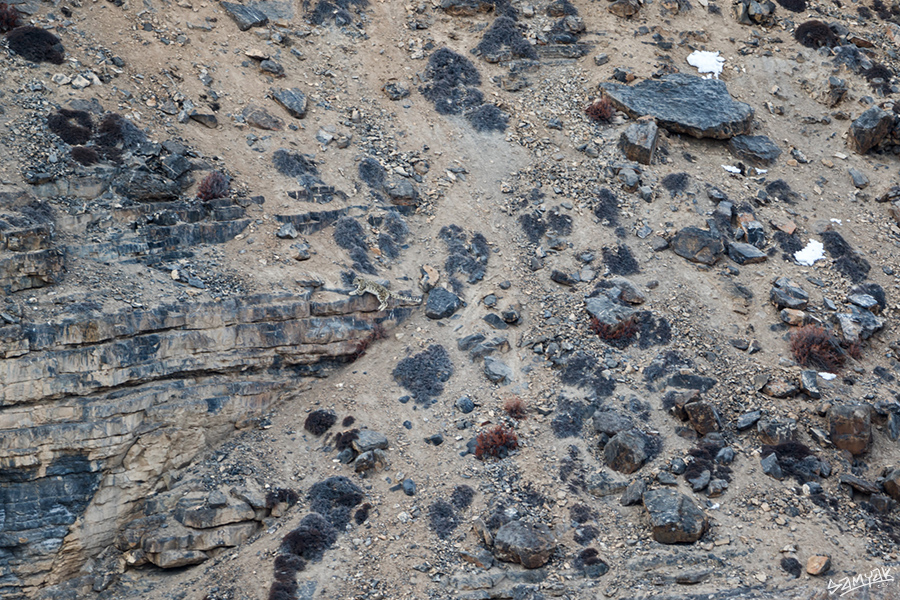 snow leopard (Panthera uncia) photography tour to Spiti Valley 