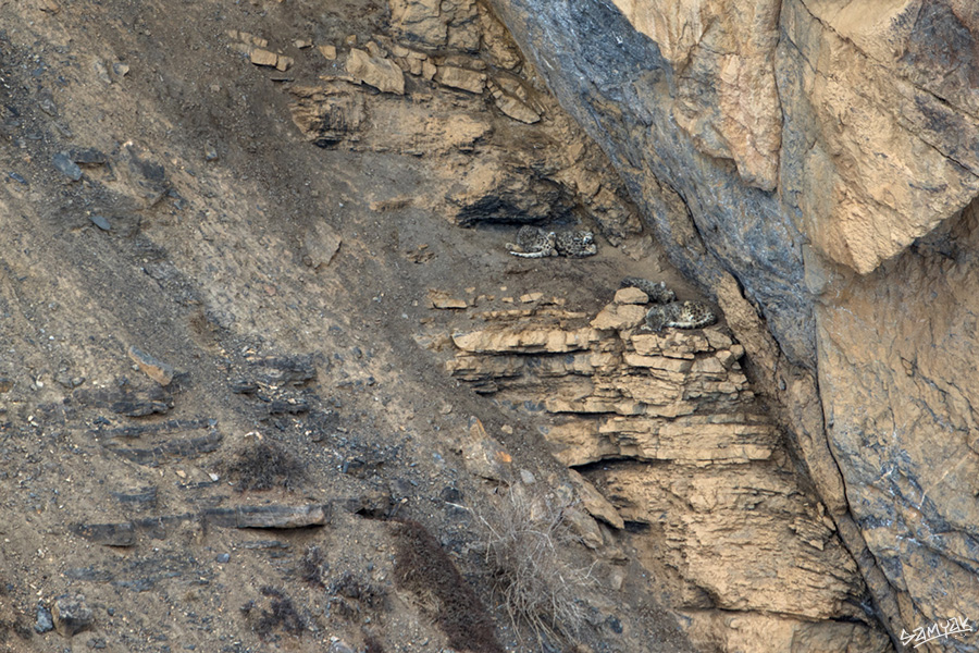 snow leopard (Panthera uncia) photography tour to Spiti Valley 