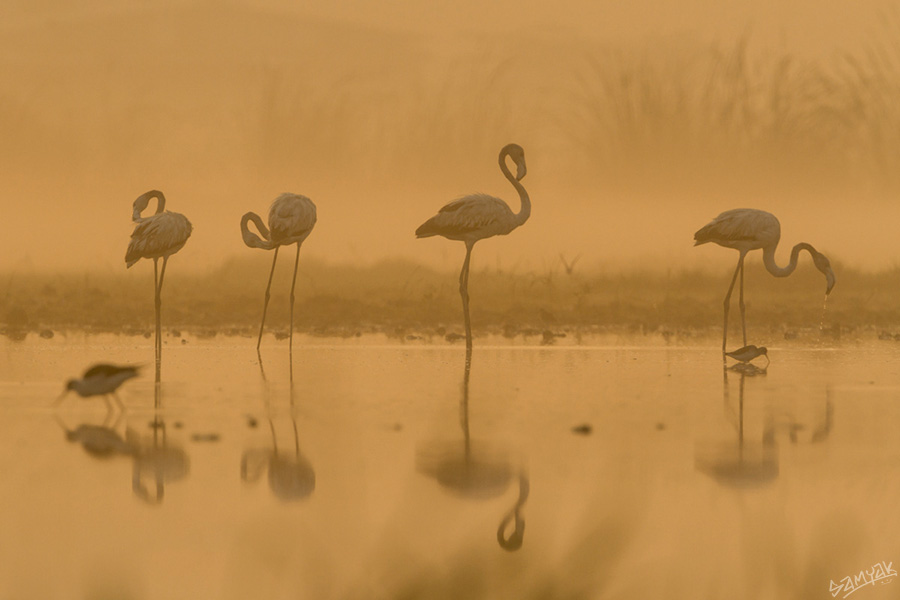 Greater Flamingo (Phoenicopterus roseus) silhouette