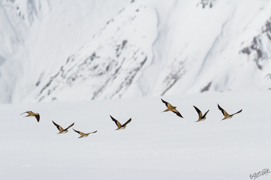 Tibetan Sandgrouse (Syrrhaptes tibetanus) flying