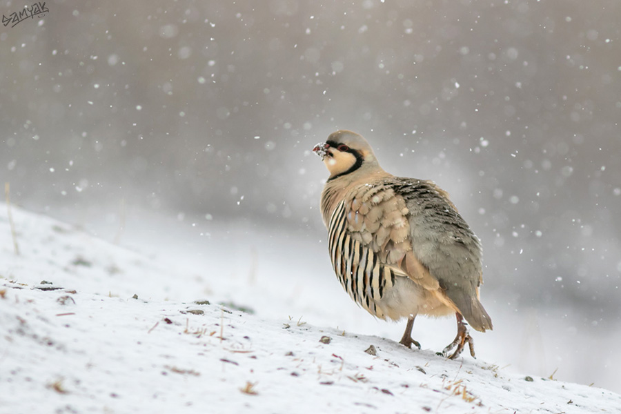 The chukar partridge (Alectoris chukar)in snow