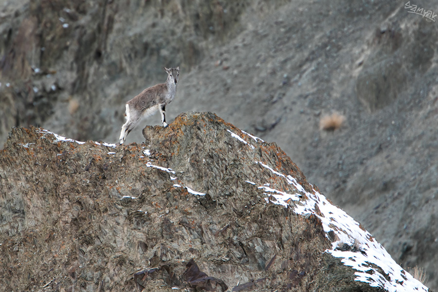 The Himalayan Ibex (Capra ibex sibirica) fawn