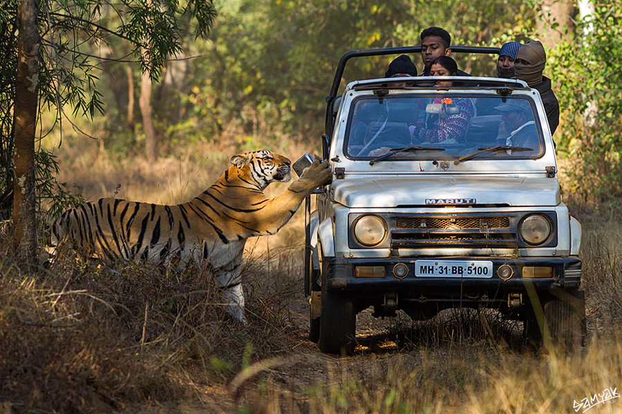 Bengal tiger (Panthera tigris tigris)