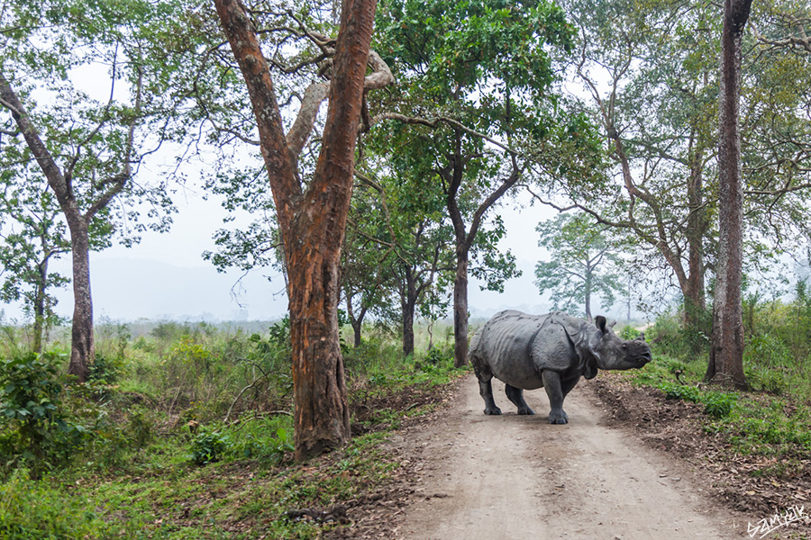 The Indian rhinoceros (Rhinoceros unicornis)