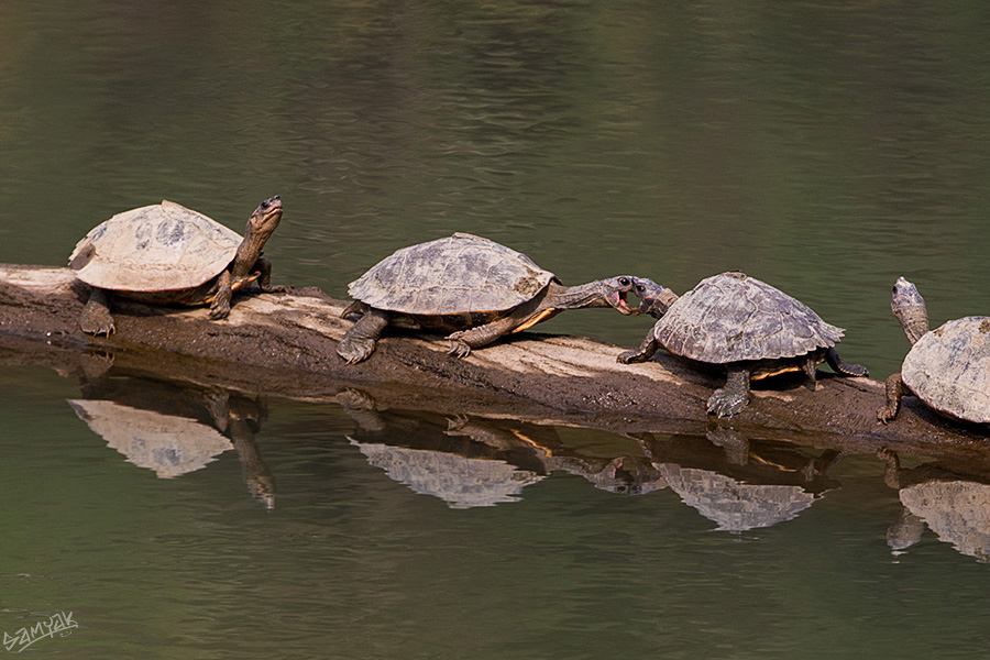 The Assam roofed turtle or Sylhet roofed turtle (Pangshura sylhetensis)