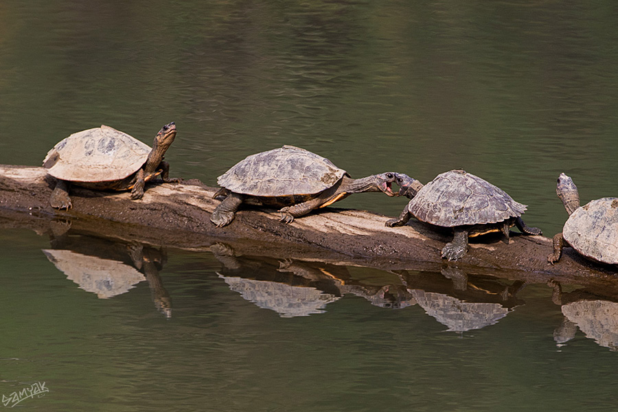 The Assam roofed turtle or Sylhet roofed turtle (Pangshura sylhetensis)