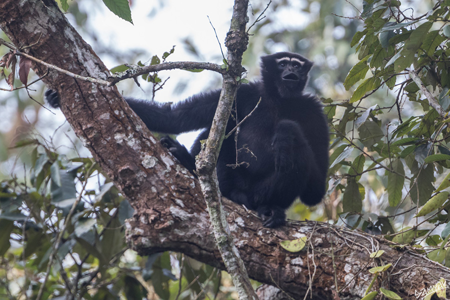 The western hoolock gibbon (Hoolock hoolock)