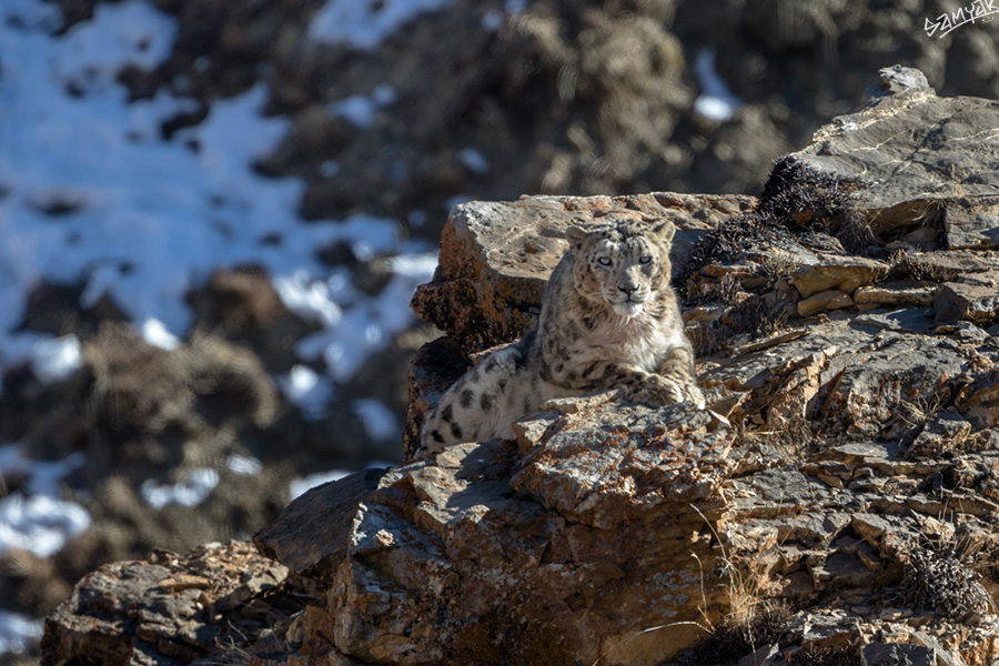 The snow leopard (Panthera uncia)