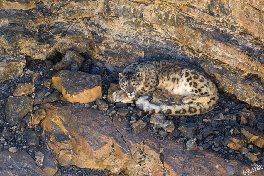 The snow leopard (Panthera uncia)