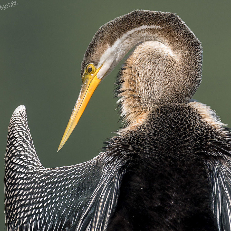 Oriental Darter (Anhinga melanogaster) 