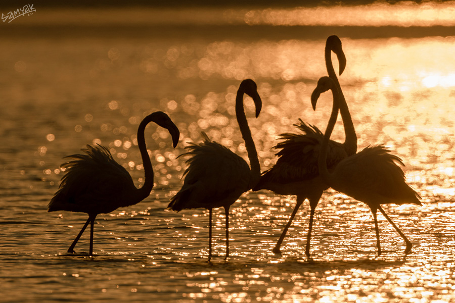 Greater Flamingo (Phoenicopterus roseus)